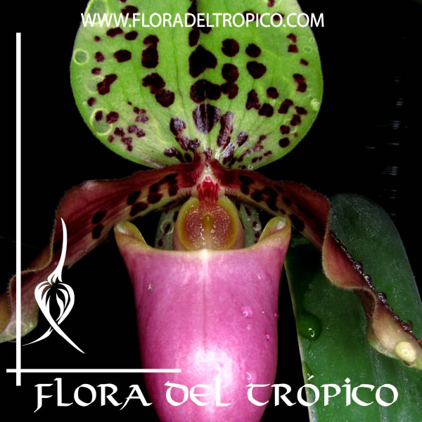Paphiopedilum henryanum | FLORA DEL TROPICO – TIENDA –