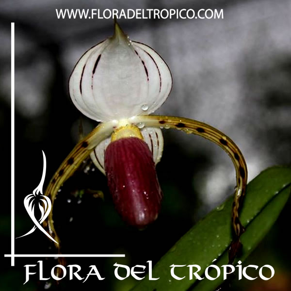 Paphiopedilum stonei | FLORA DEL TROPICO – TIENDA –