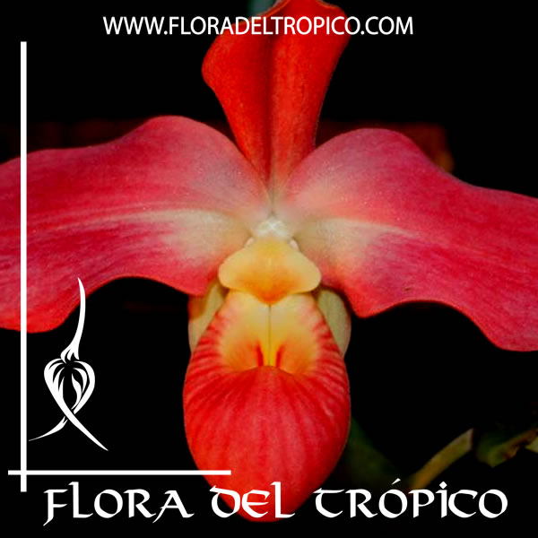Phragmipedium kovachii x dalessandroi (Peruflora's Cirila Alca) | FLORA DEL  TROPICO – TIENDA –