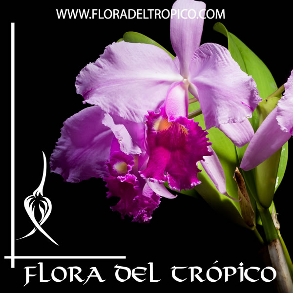 Cattleya gigas | FLORA DEL TROPICO – TIENDA –