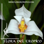 Maxillaria lehmannii