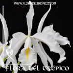 Cattleya maxima alba