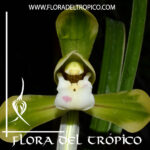 Cymbidium goeringii "Da Tuan Yuan"