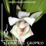 Cochleanthes ionoleuca