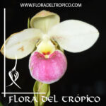 Phragmipedium manzurii