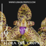 Bulbophyllum violaceolabellum