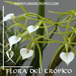 Brassavola cordata