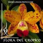 Cattleya "Dendi's Gem Diamond"