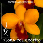 Cattleya "Jungle Beau"