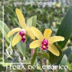 Cattleya "Len Zieff"