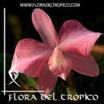 Cattleya "Martina Wolf"