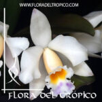 Cattleya "Memoria Marina Camilo"