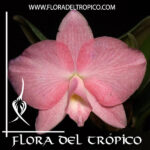 Cattleya "Pink Pearl"