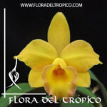 Cattleya "Itsy Bitsy Diamond"