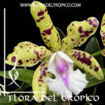 Cattleya "Green Leopard"