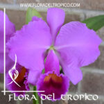 Cattleya trianae